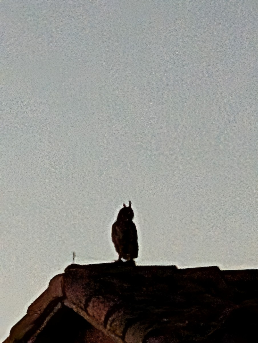 Great Horned Owl - ML647545343