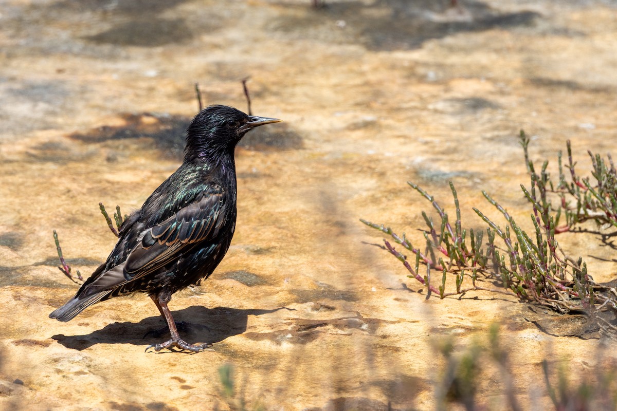 European Starling - ML647545344