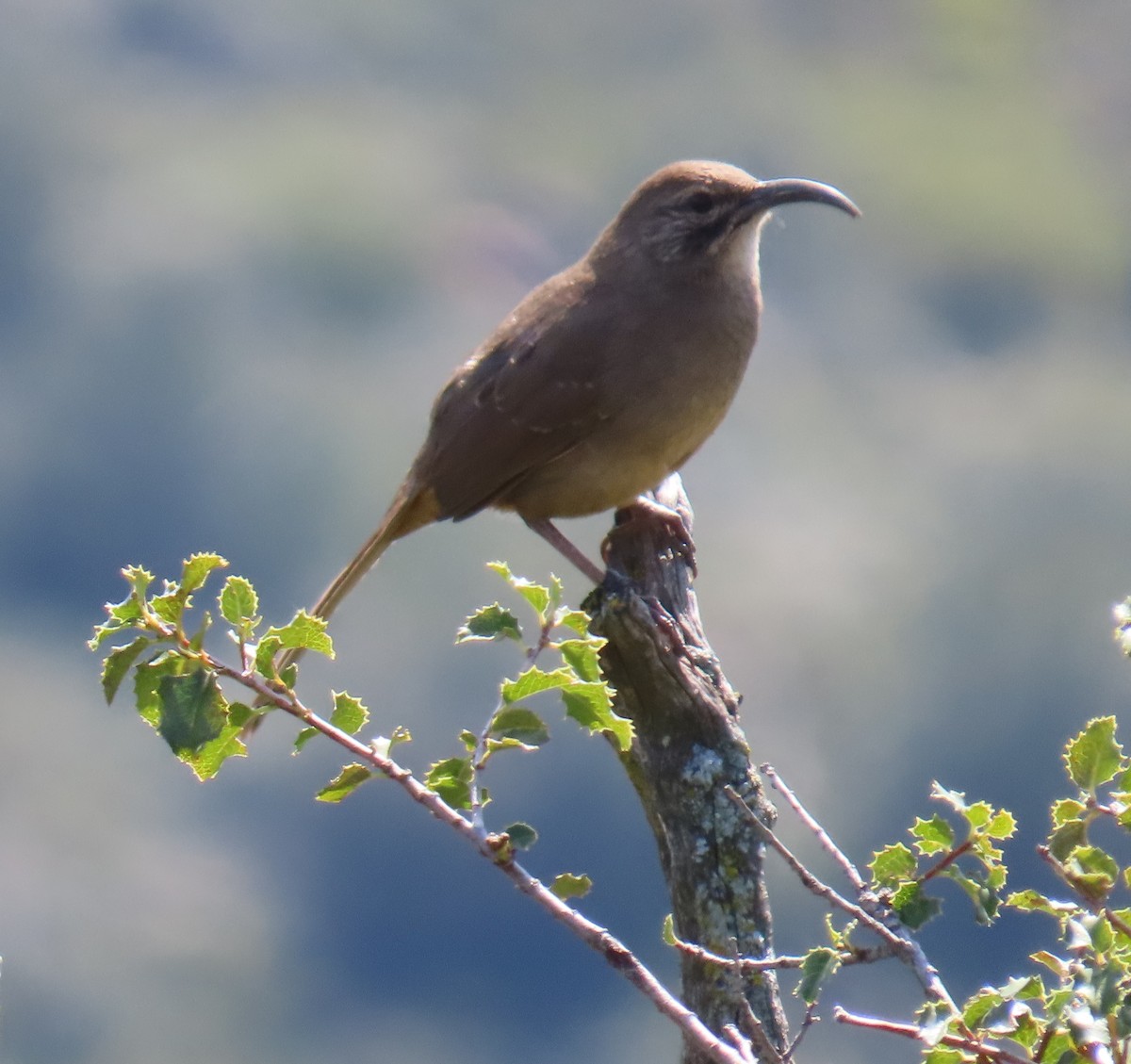 California Thrasher - ML647545345