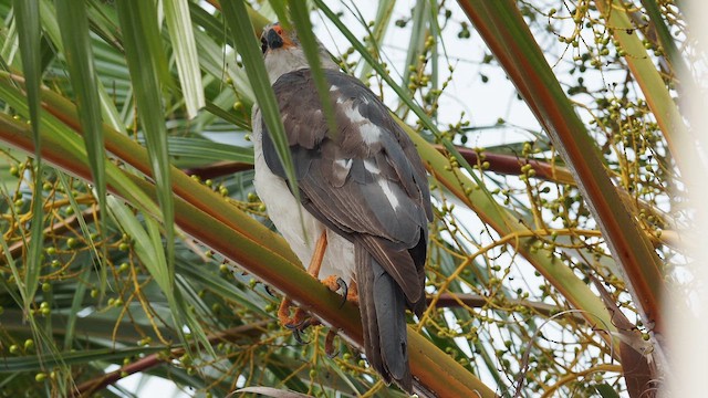 Gray Goshawk - ML647545356