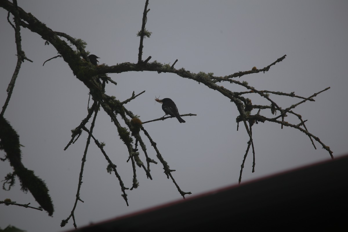 Black Phoebe - ML647545358