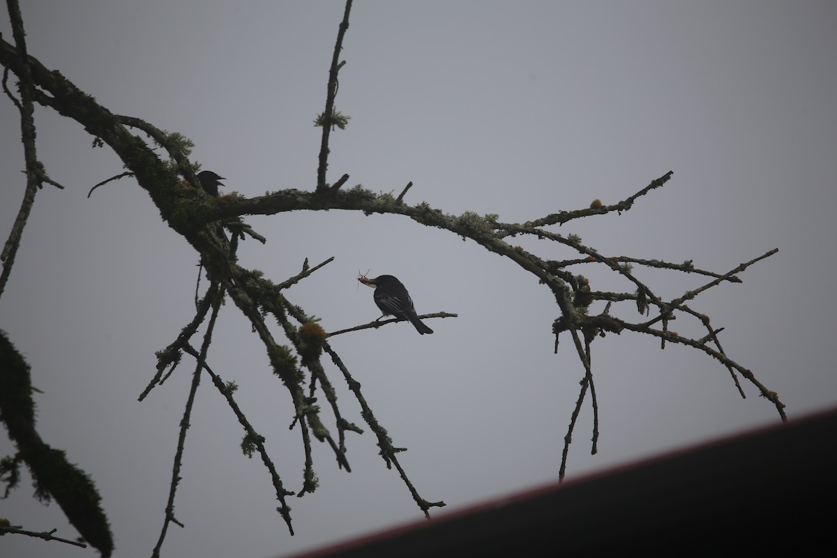 Black Phoebe - ML647545359