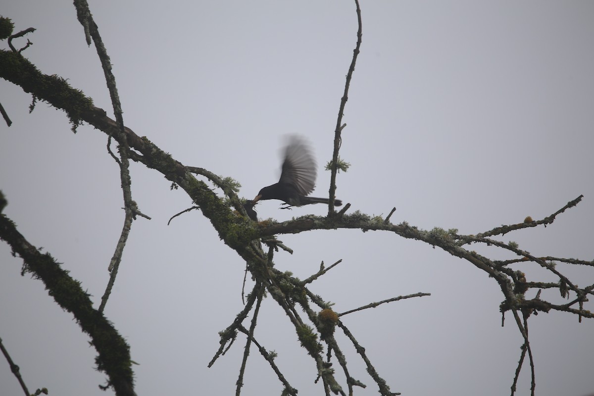 Black Phoebe - ML647545360