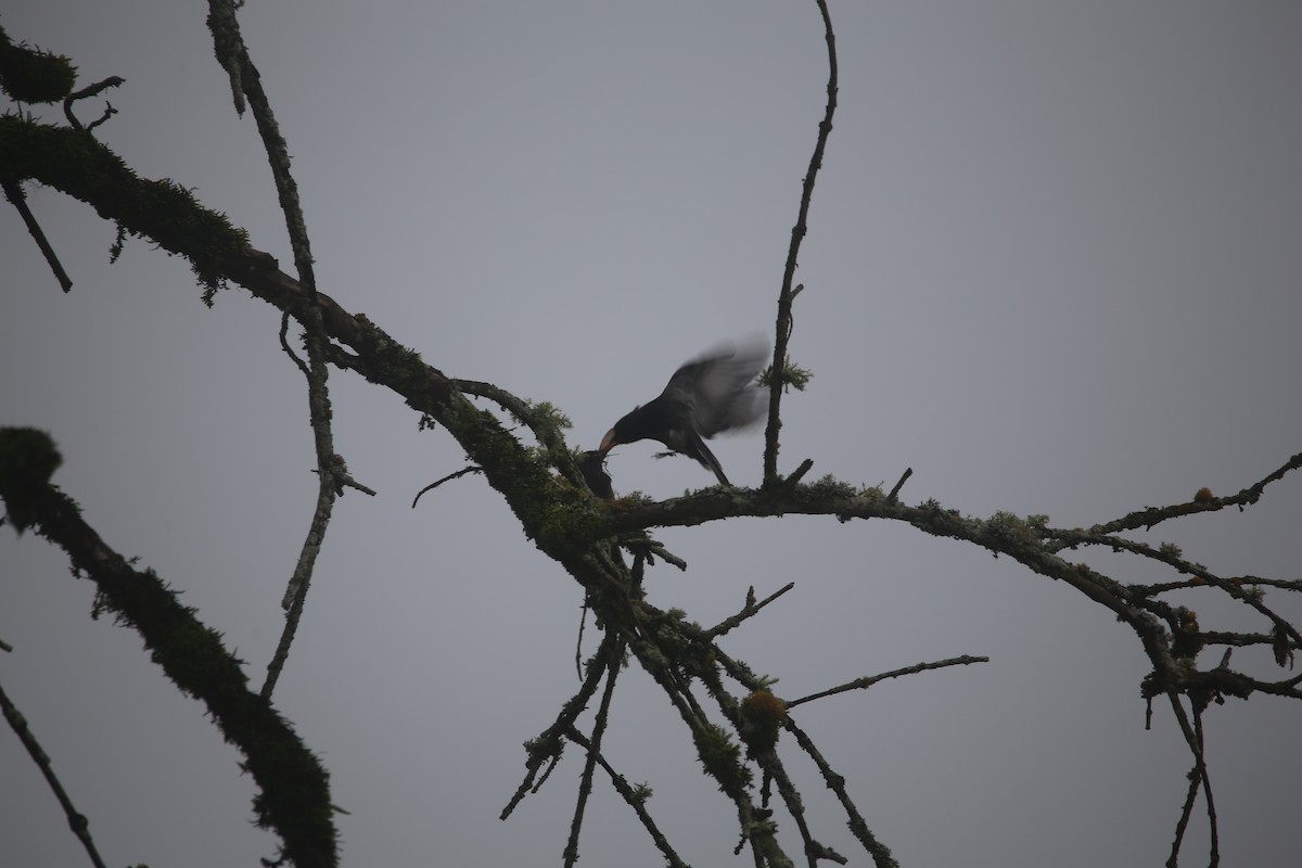 Black Phoebe - ML647545362