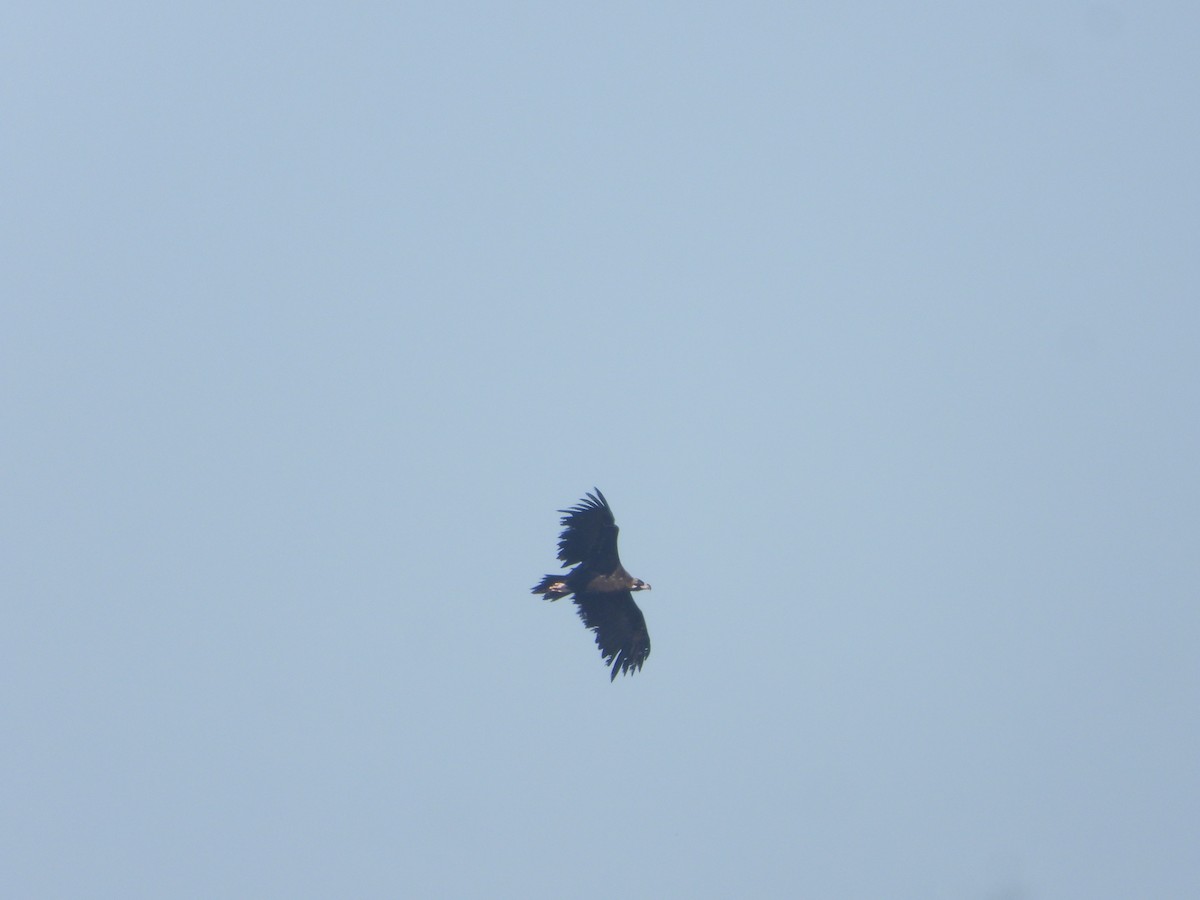 Buitre Negro - ML647545364