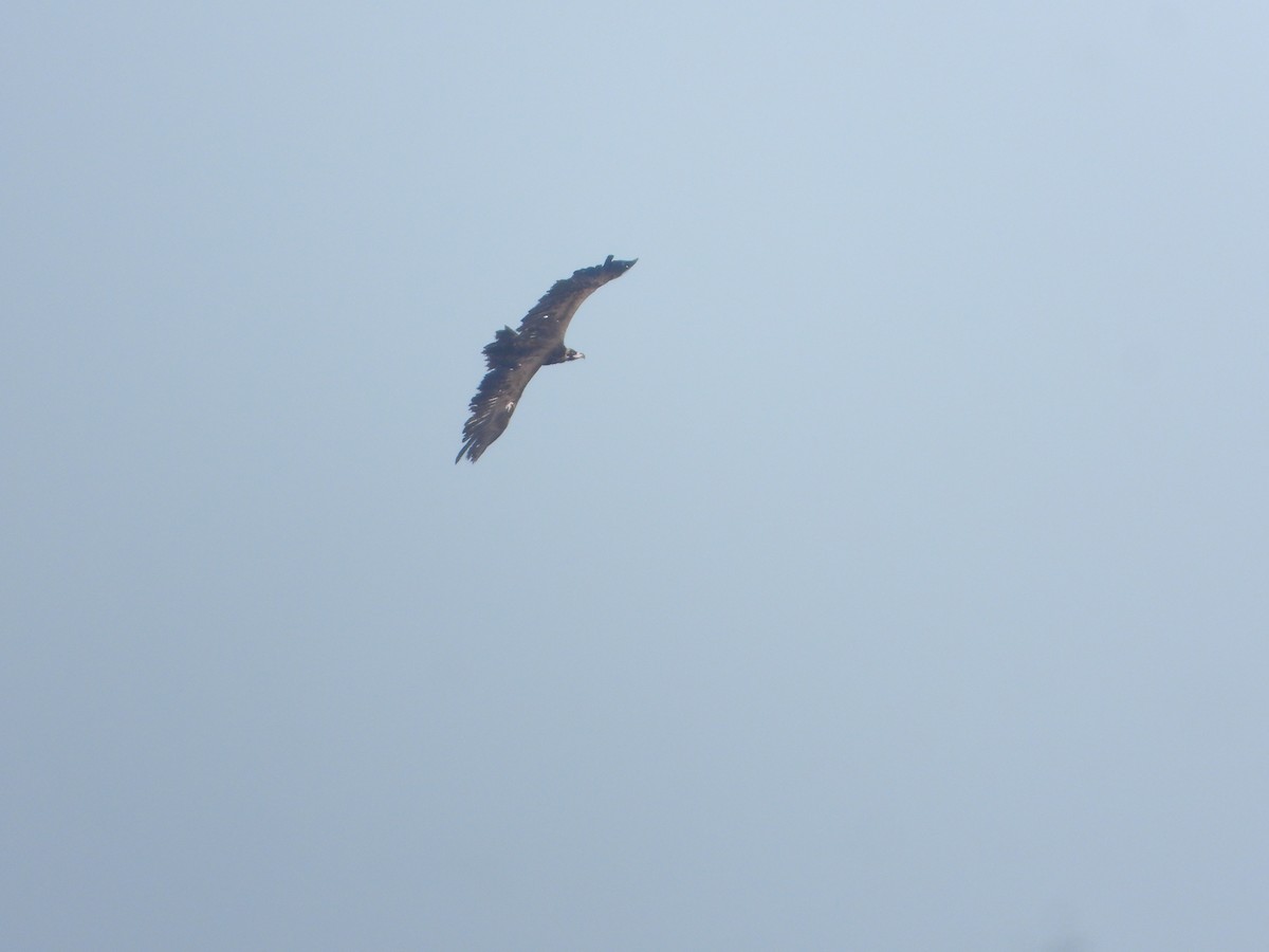 Buitre Negro - ML647545365