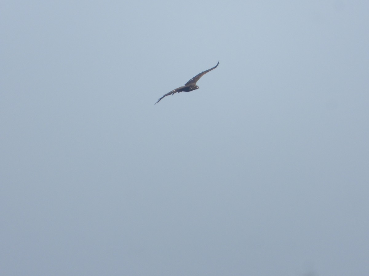 Buitre Negro - ML647545366