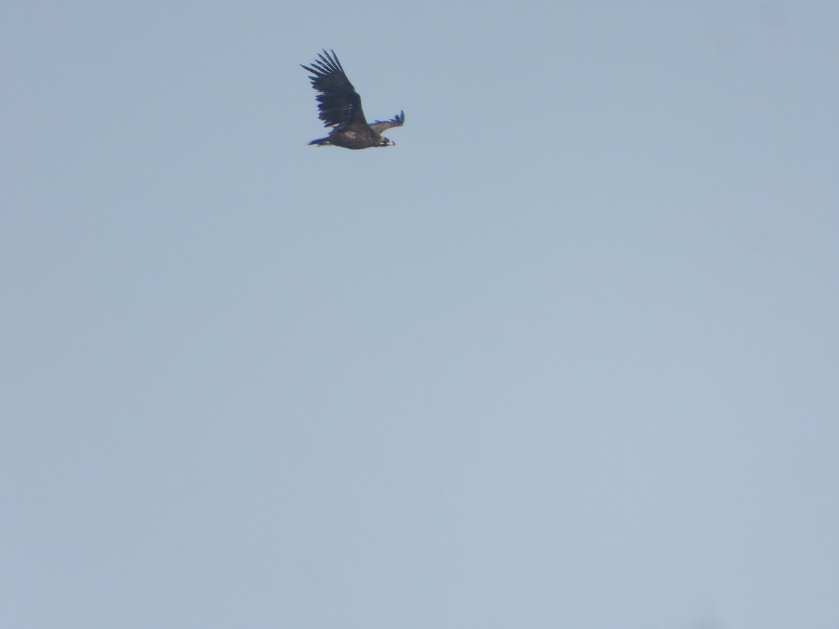 Buitre Negro - ML647545367