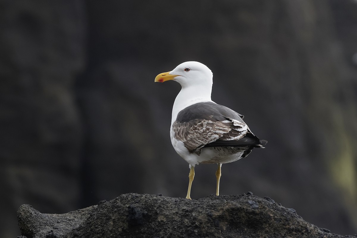 Мартин домініканський - ML647545369