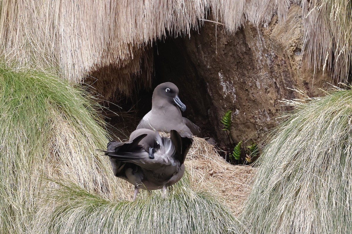 Альбатрос довгохвостий - ML647545374