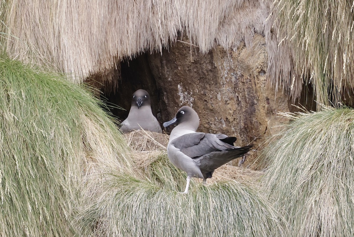 Альбатрос довгохвостий - ML647545375