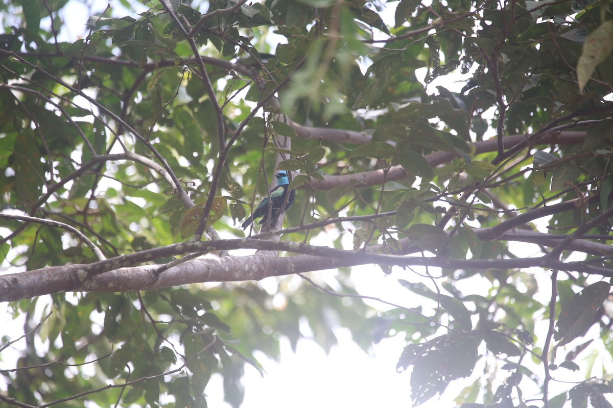 Blue-necked Tanager - ML647545376