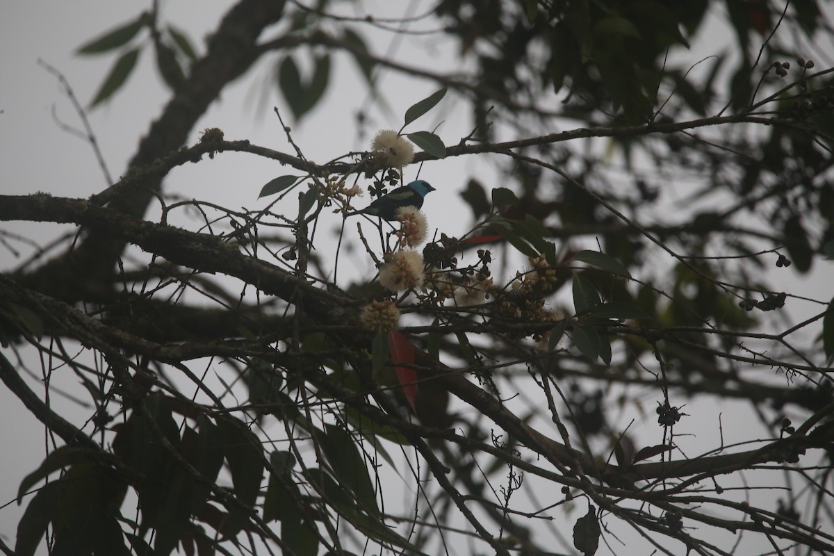 Blue-necked Tanager - ML647545377