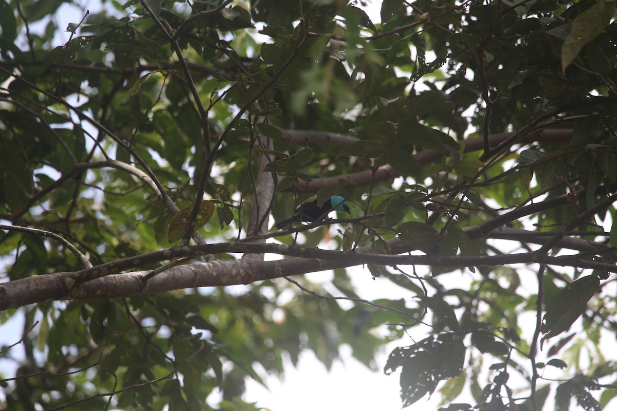 Blue-necked Tanager - ML647545378