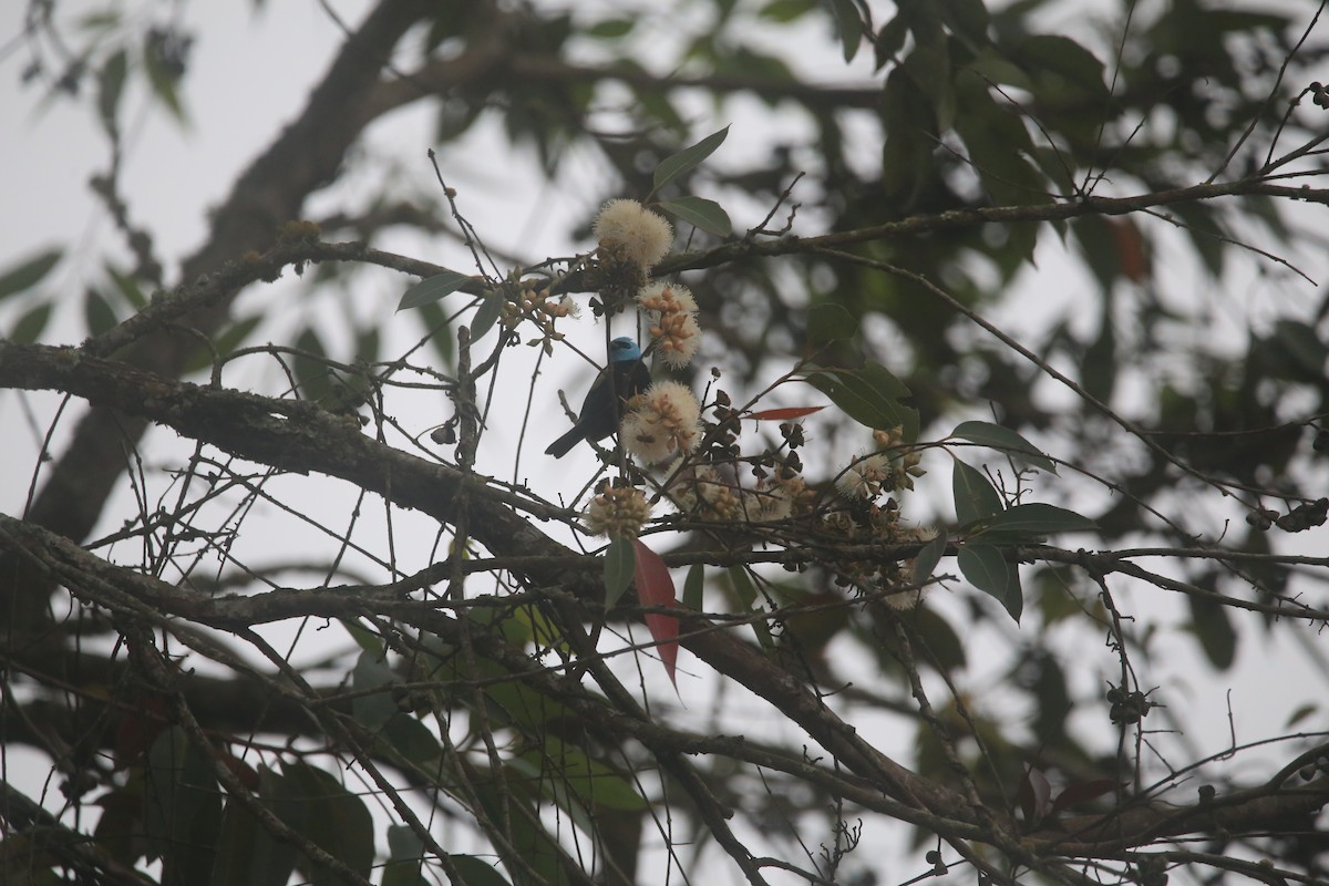 Blue-necked Tanager - ML647545379