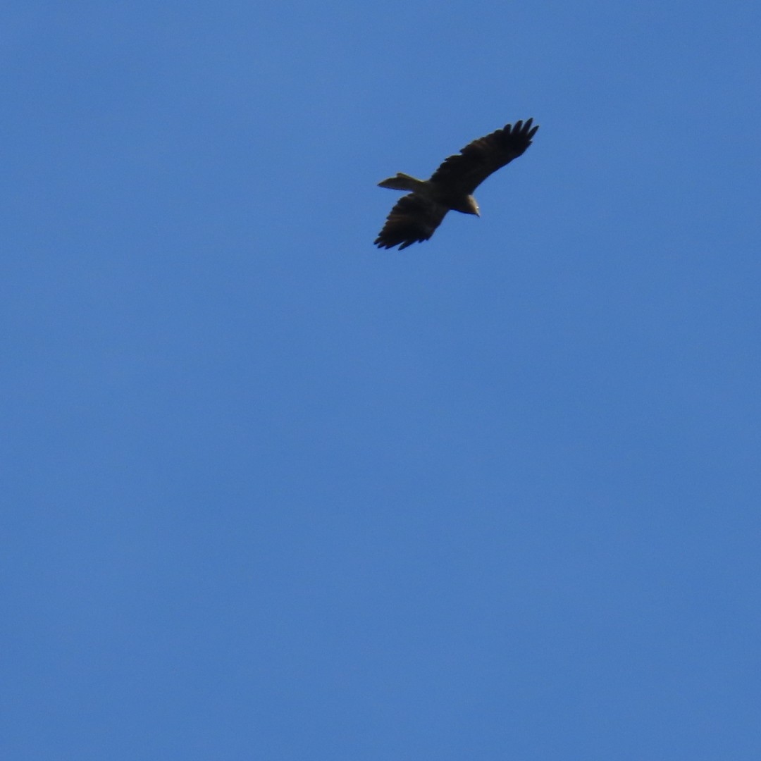 Gurney's Eagle - ML647545384