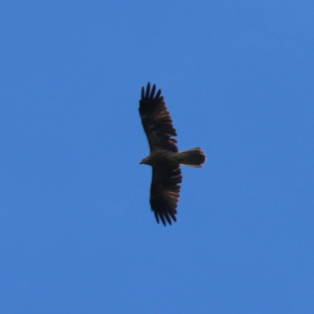 Gurney's Eagle - ML647545385