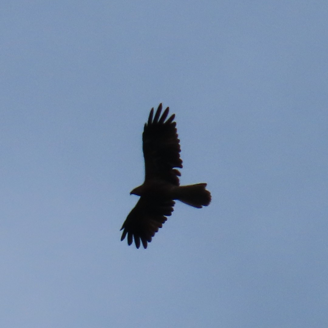 Gurney's Eagle - ML647545386
