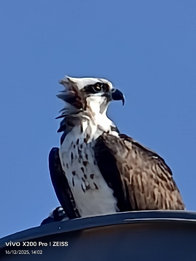 ミサゴ - ML647545391