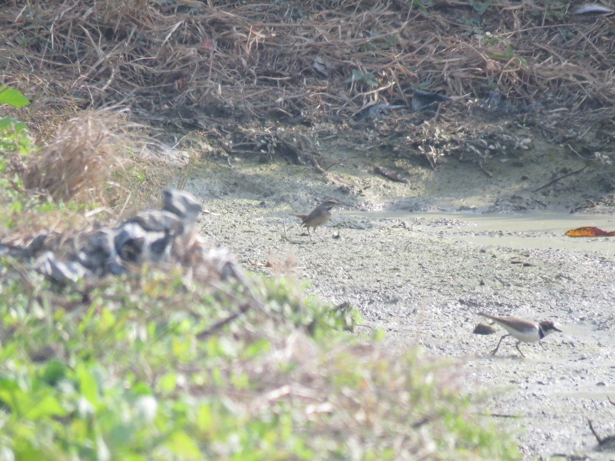 オガワコマドリ - ML647545392