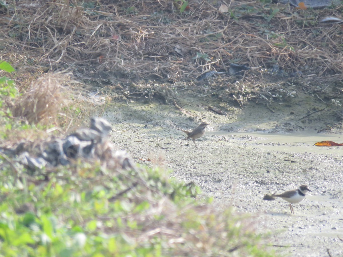 オガワコマドリ - ML647545393