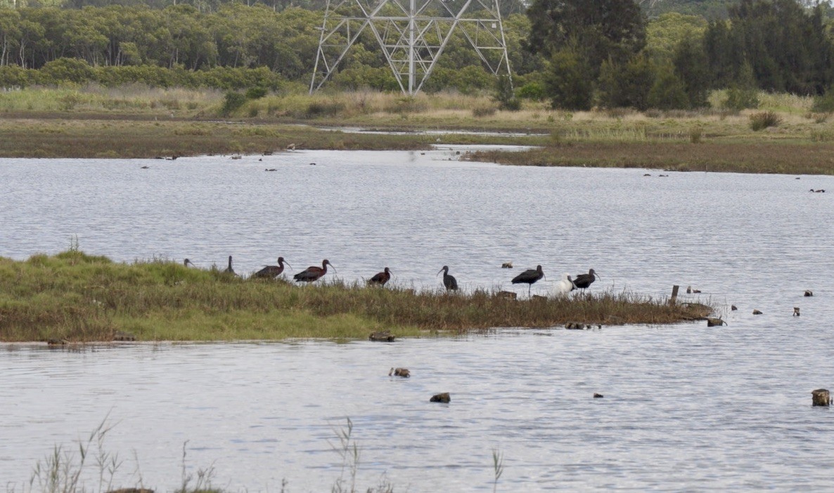 ブロンズトキ - ML647545394