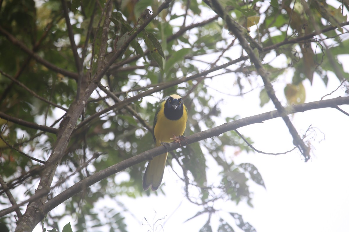 インカサンジャク - ML647545395