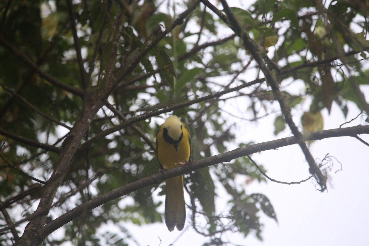 インカサンジャク - ML647545396