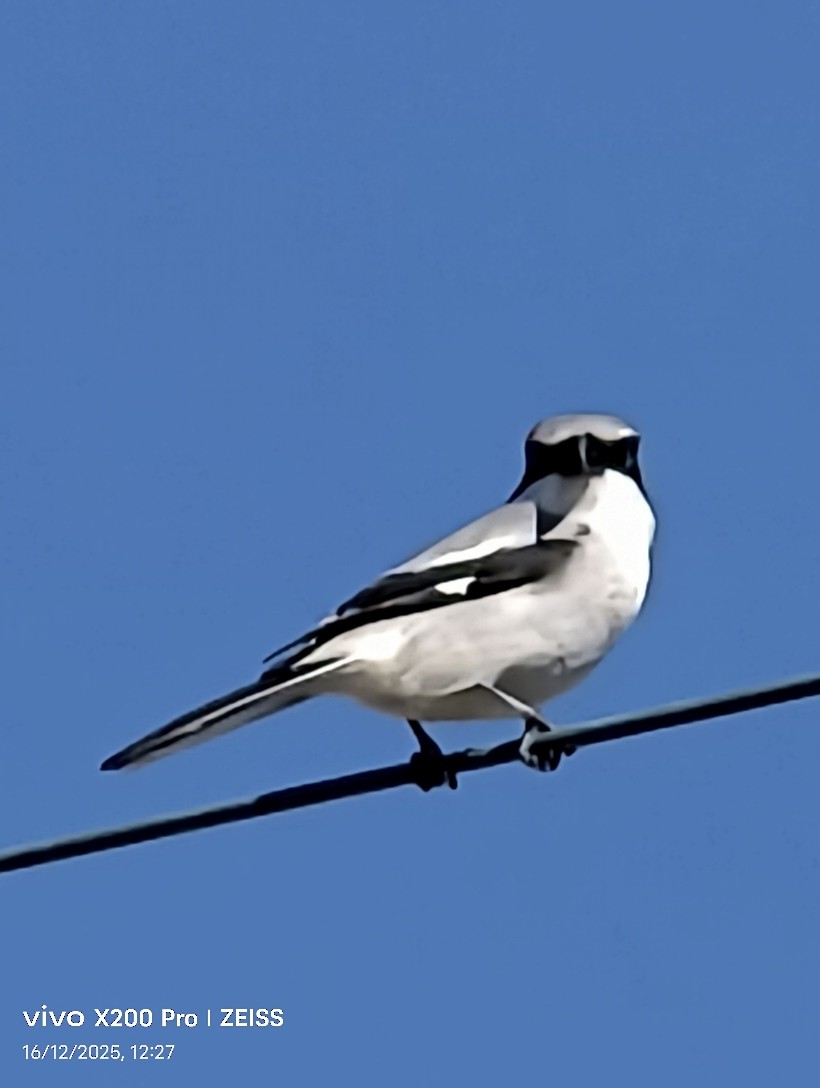 アメリカオオモズ - ML647545398