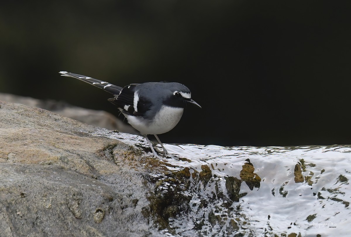 セアオエンビシキチョウ - ML647545400