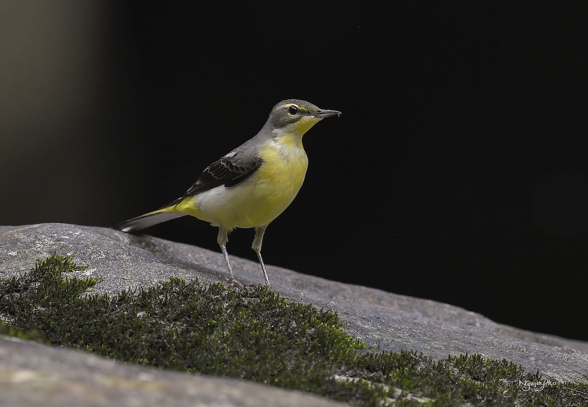 キセキレイ - ML647545401