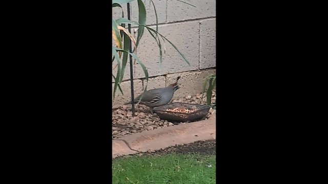 ズアカカンムリウズラ - ML647545403