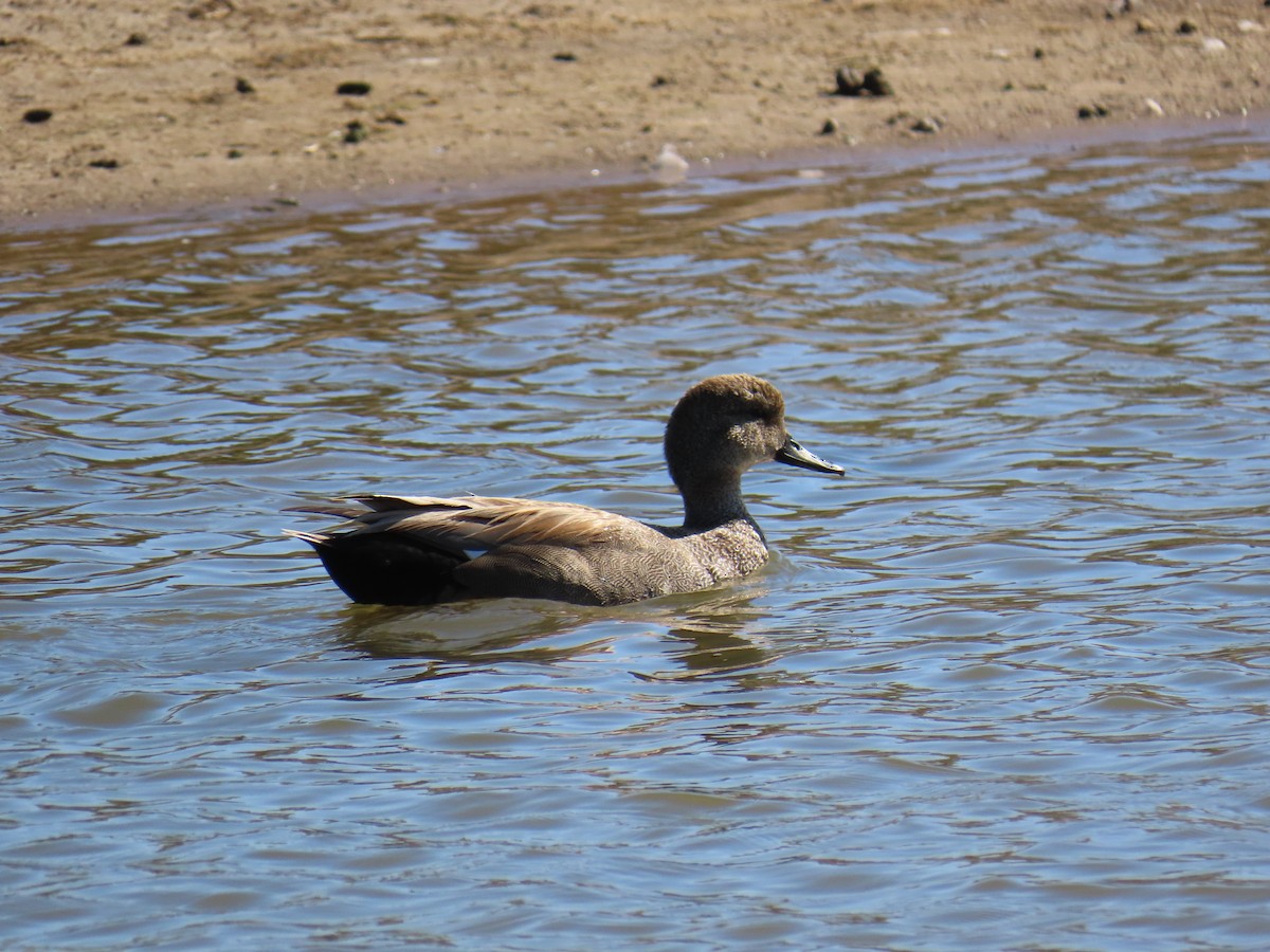 オカヨシガモ - ML647545405