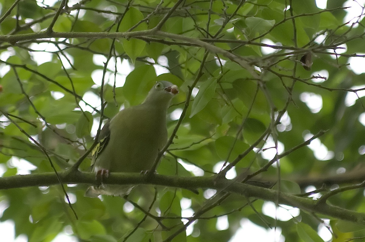 ハシブトアオバト - ML647545408