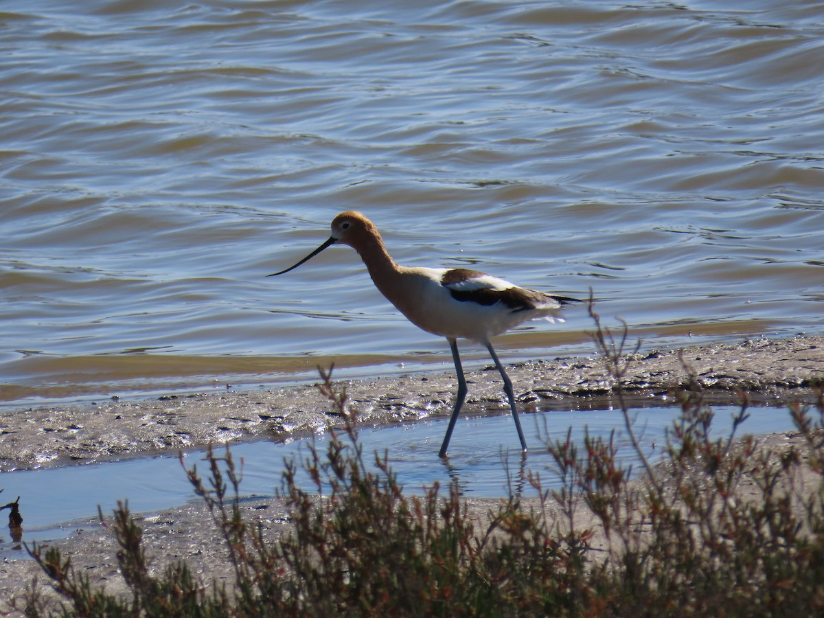 アメリカソリハシセイタカシギ - ML647545410