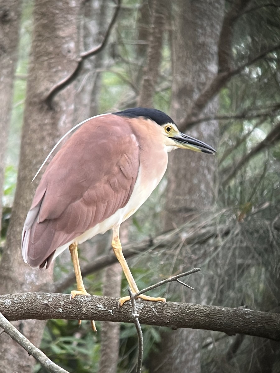 ハシブトゴイ - ML647545411