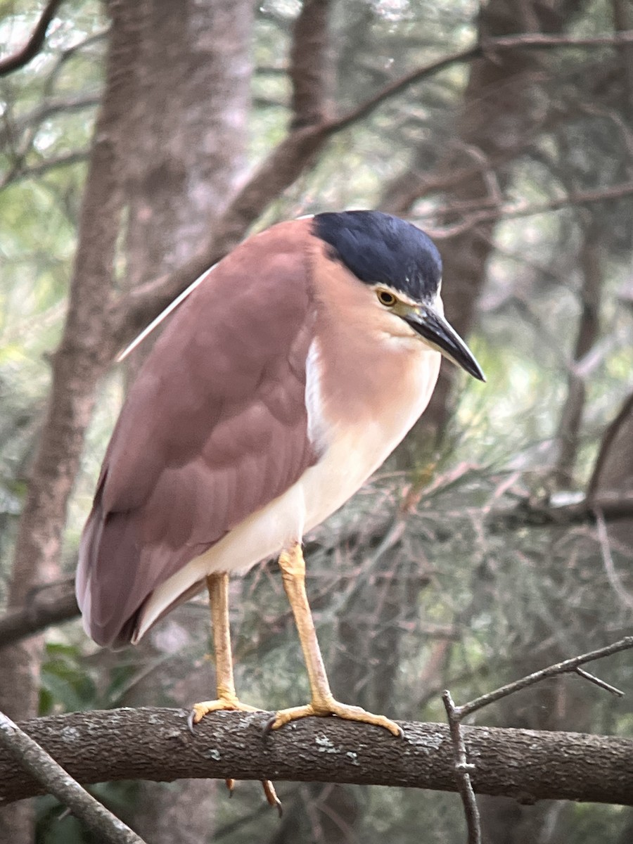 ハシブトゴイ - ML647545412