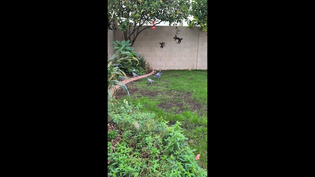 カワラバト（ドバト、家畜型） - ML647545414