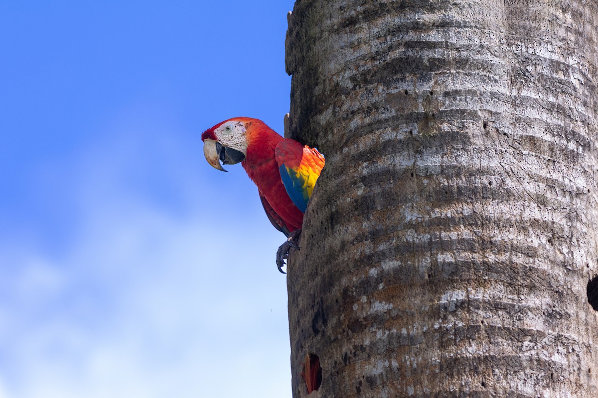 コンゴウインコ - ML647545415