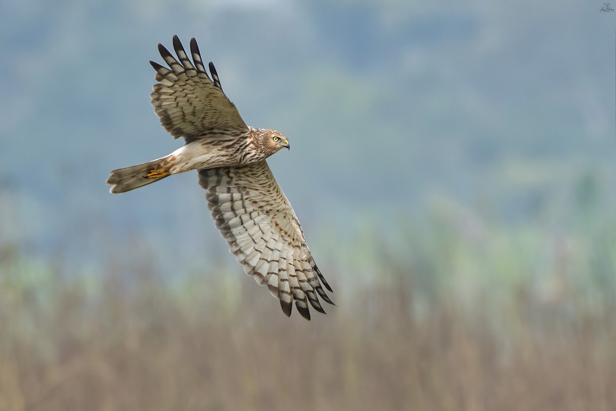 マダラチュウヒ - ML647545417