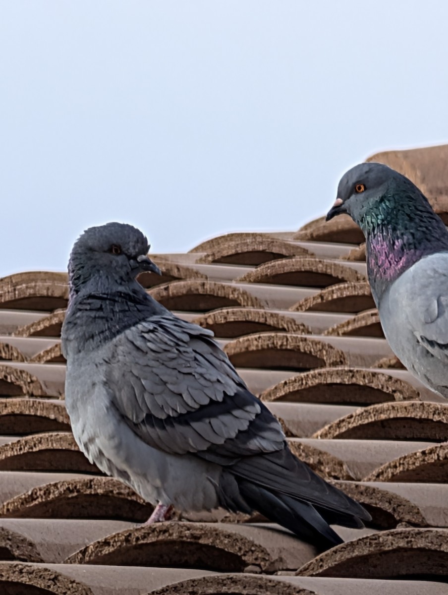 カワラバト（ドバト、家畜型） - ML647545419