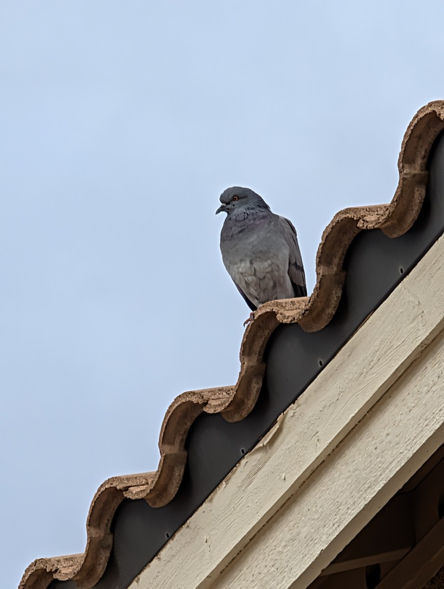 カワラバト（ドバト、家畜型） - ML647545420
