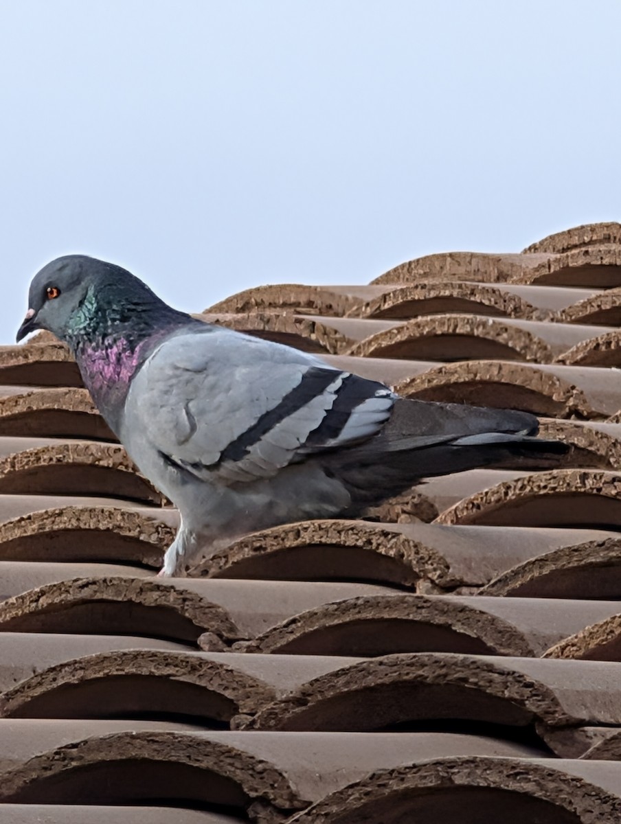 カワラバト（ドバト、家畜型） - ML647545422