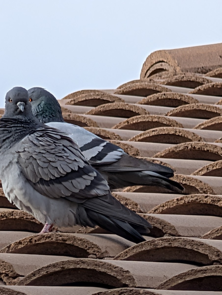 カワラバト（ドバト、家畜型） - ML647545423