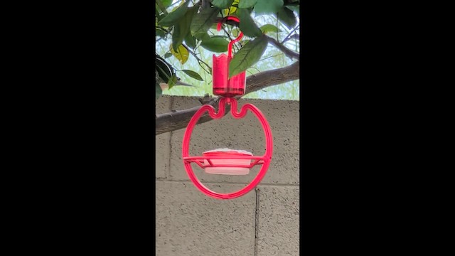 Mourning Dove - ML647545425