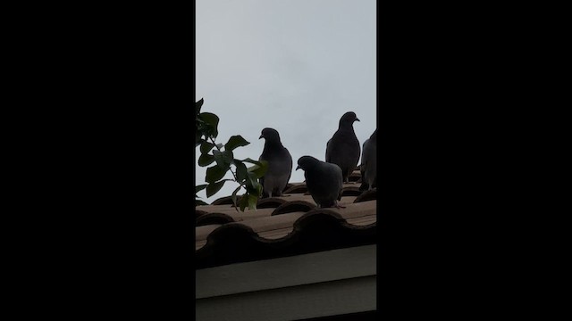 Rock Pigeon (Feral Pigeon) - ML647545427