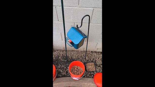 Rock Pigeon (Feral Pigeon) - ML647545429