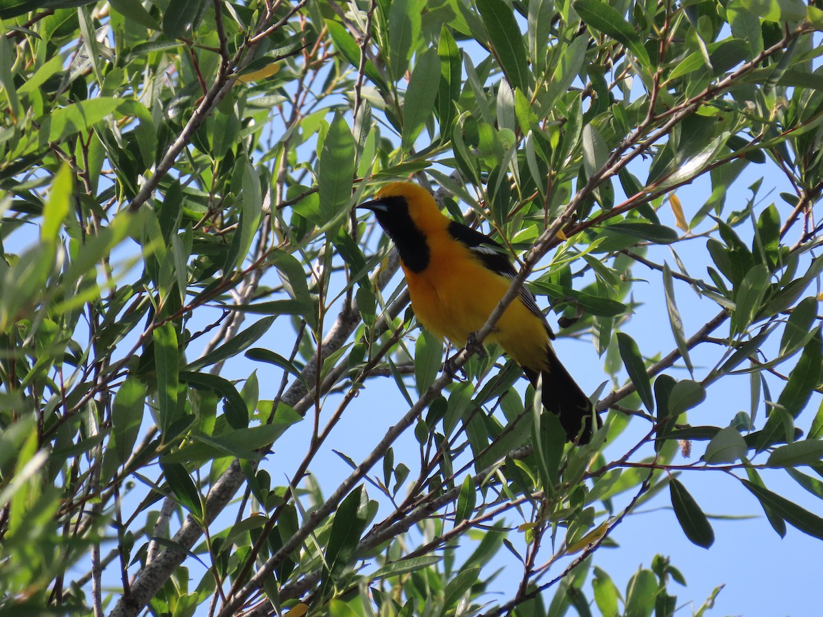 Hooded Oriole - ML647545430