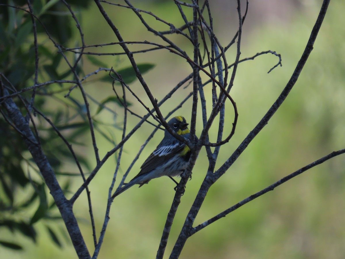 Yellow-rumped Warbler - ML647545431