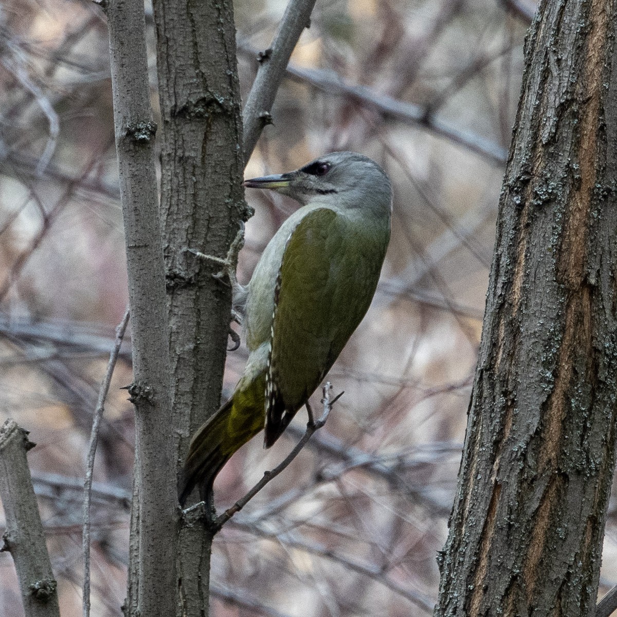 Pic cendré - ML647545433